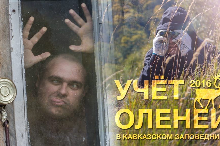Учёт оленей в Кавказском заповеднике
